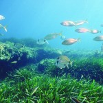 Picture of seagrass growing under water