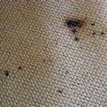 tar spots on the carpet