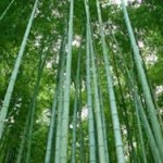 Tall crop of bamboo plants