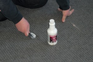Technician spot cleaning carpet spot