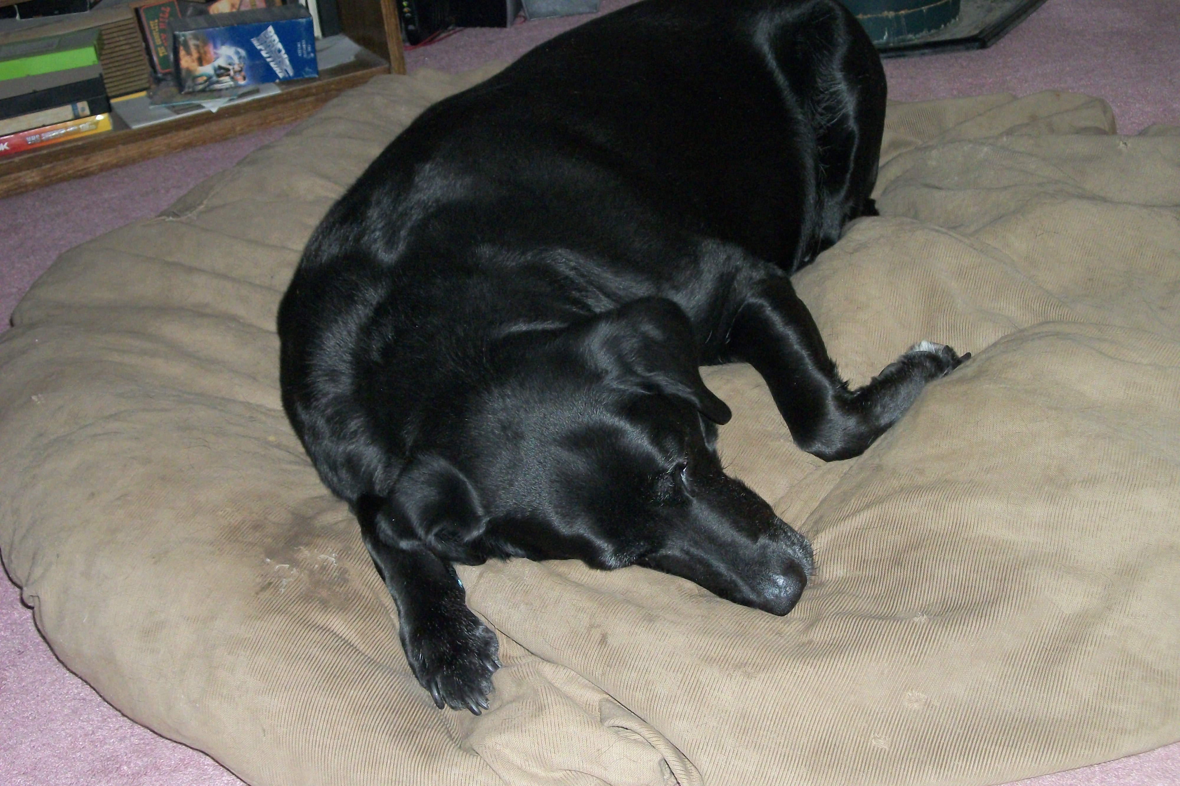 Pet Accidents on Carpet include more than just Cleaning Urine